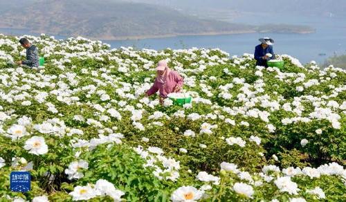 河南洛阳 黄河岸边开出 致富花